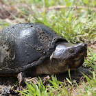 Razorback Musk Turtle