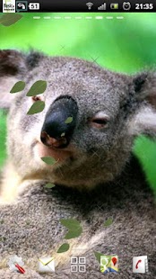 Lastest Koala Live Wallpaper APK
