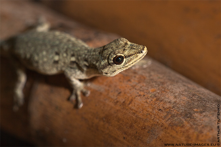 Chevron-throated Dwarf Gecko