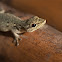 Chevron-throated Dwarf Gecko