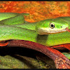 Rough Greensnake