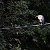 Green Heron