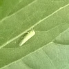 Potato leafhopper