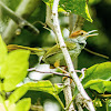 Philippine Tailorbird