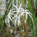 Swamp Lily