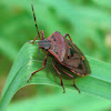 Glossy Shield Bug