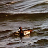 Greater scaup(blue bill)
