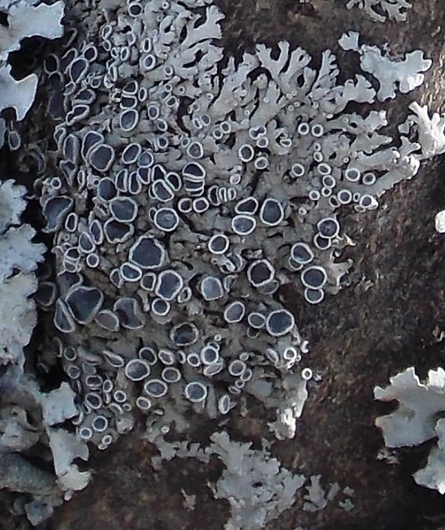 Shrubby Fruticose Lichen