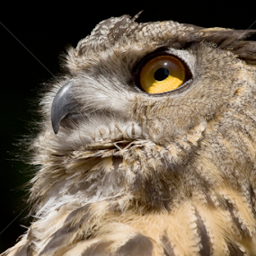 Eagle Owl by Sandra Blair - Animals Birds