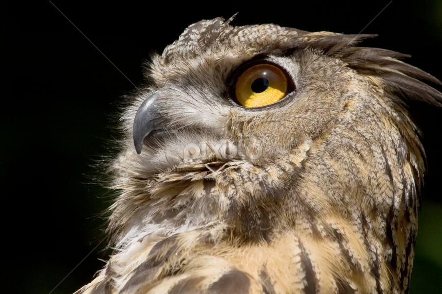 Eagle Owl by Sandra Blair - Animals Birds