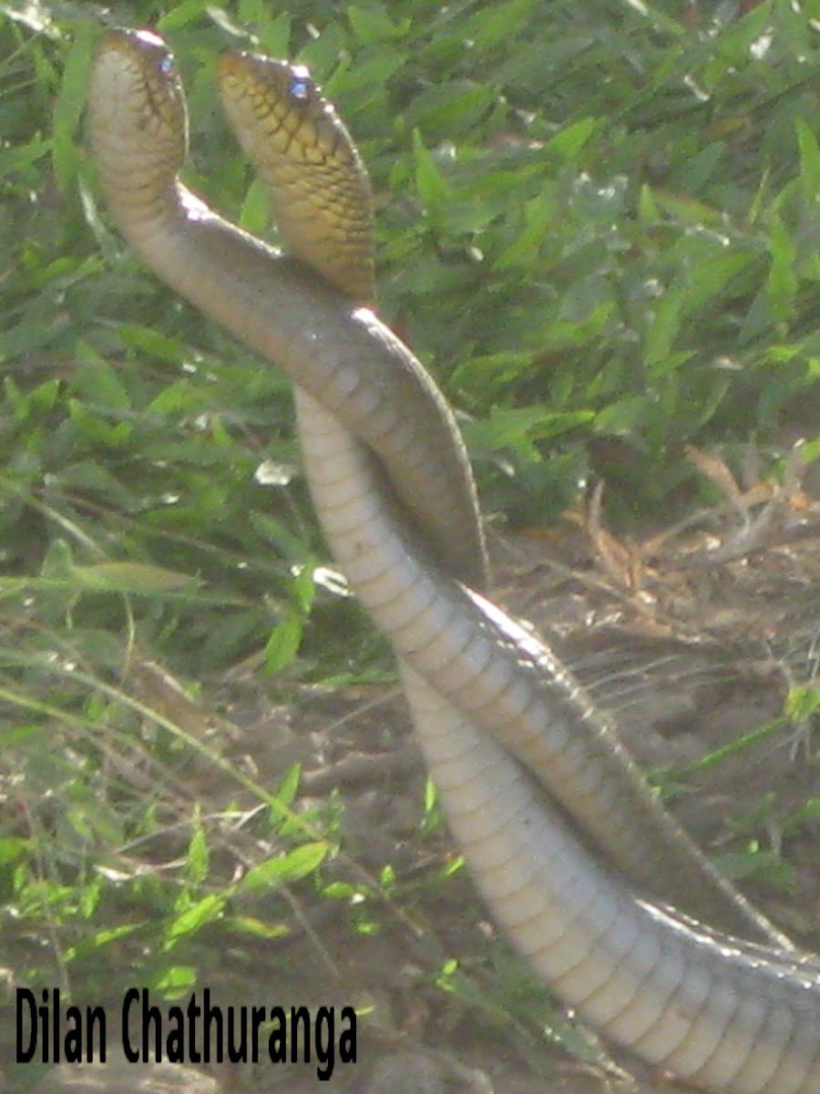 common rat snake