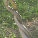common rat snake