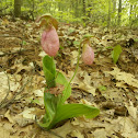 Lady Slipper