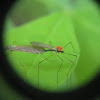 Cranefly with mites