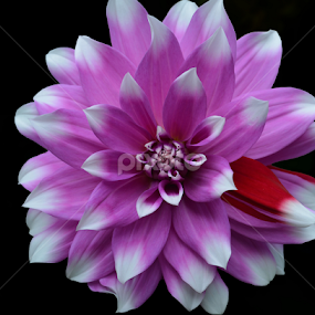 Mutant by Jeanne Knoch - Flowers Single Flower