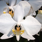 Anggrek bulan (moon orchid)