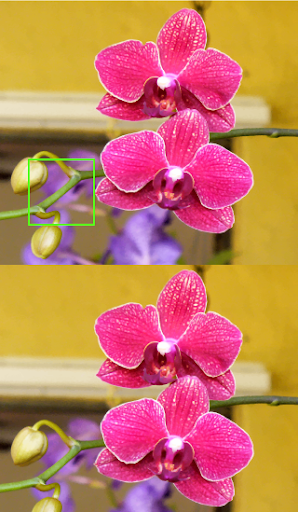 Orchids