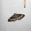 White-banded Toothed Carpet