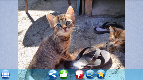 Lastest Kittens Pictures 1000 + APK for Android