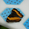 Australian rustic butterfly