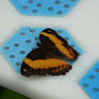 Australian rustic butterfly
