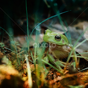mr.katak by A Rahman - Animals Amphibians
