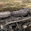 Woodlice, otherwise known as "Pill bugs", or "Roly Polies"
