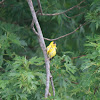 American Goldfinch (Molting)