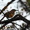 Brown Thrasher