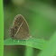 Common Bushbrown