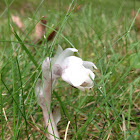 Ghost Plant (Indian Pipe)