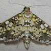 Salvinia Stem-borer Moth