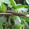 Taturana (Lonomia caterpillar)