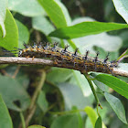 Taturana (Lonomia caterpillar)
