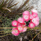 Cape everlasting flower