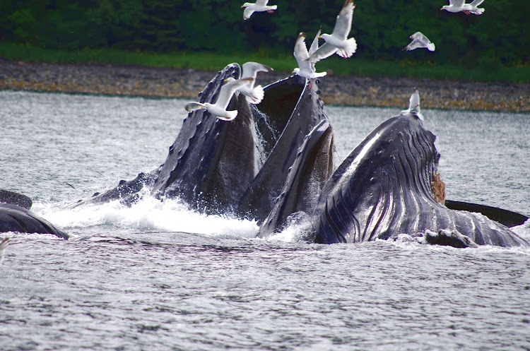 Whale sighting near Juneau, Alaska, including humpback whales "bubble feeding" off a school of herring.