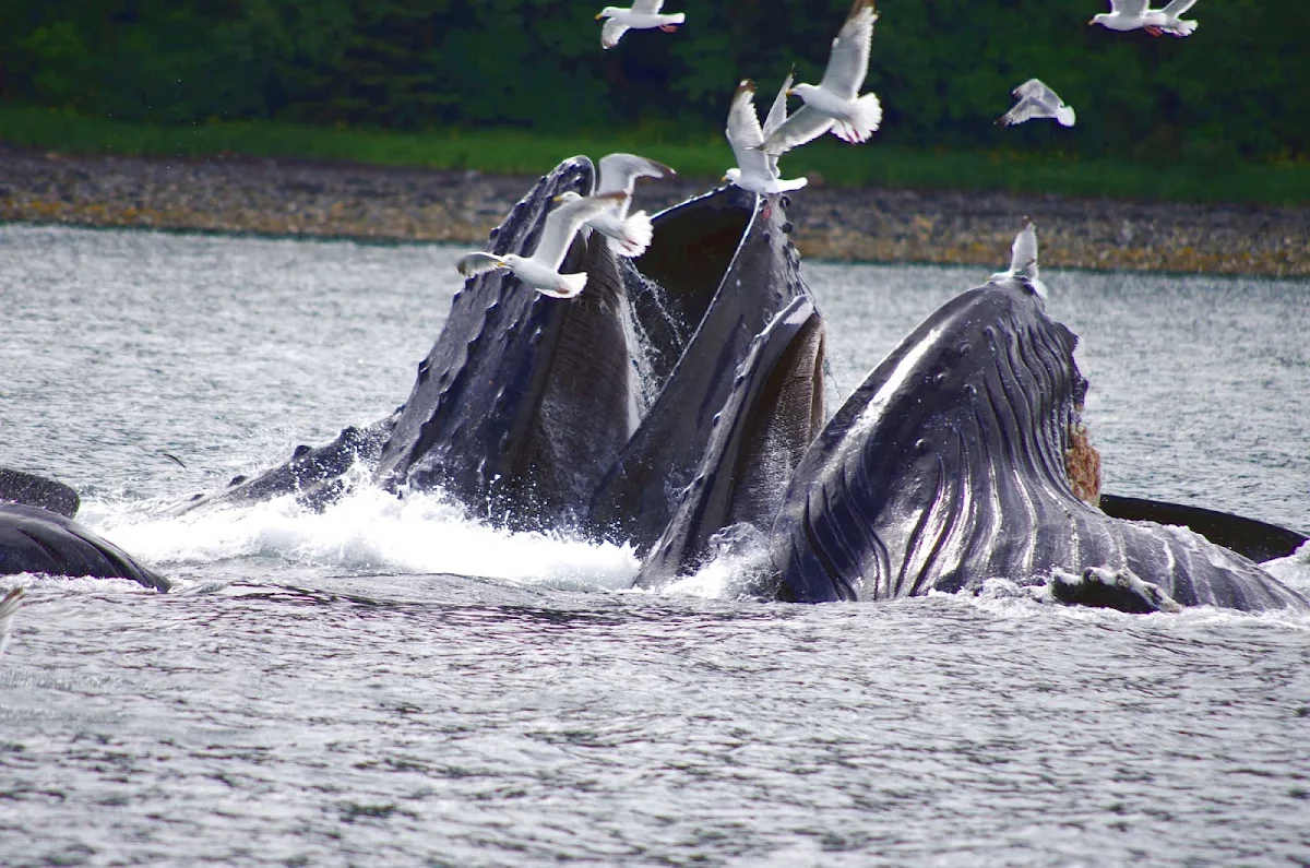 whales-Juneau-Alaska - Whale sighting near Juneau, Alaska, including humpback whales "bubble feeding" off a school of herring.