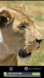 Free Download African Wallpapers:Wildlife 1 APK