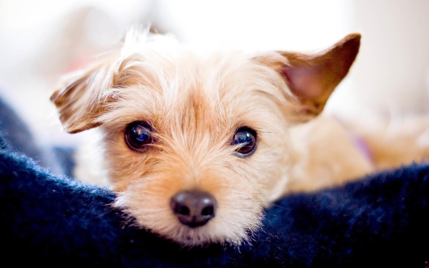 Lovely Dog Wallpaper HD Apl Android Di Google Play