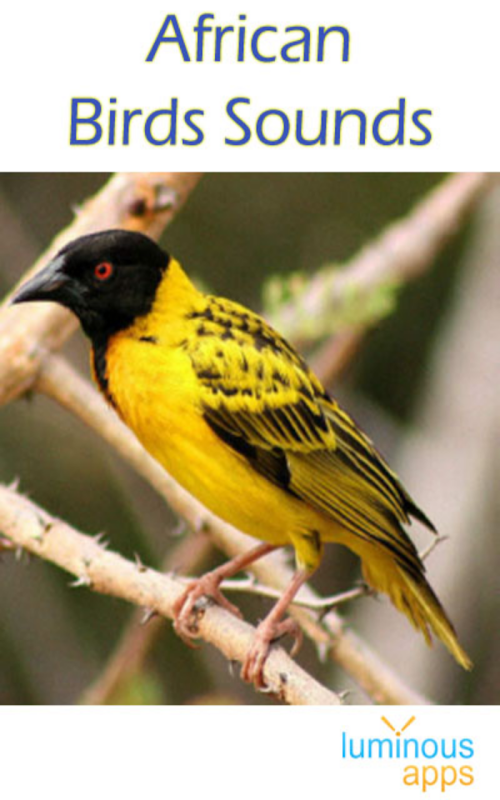 Android application African Birds Sounds screenshort