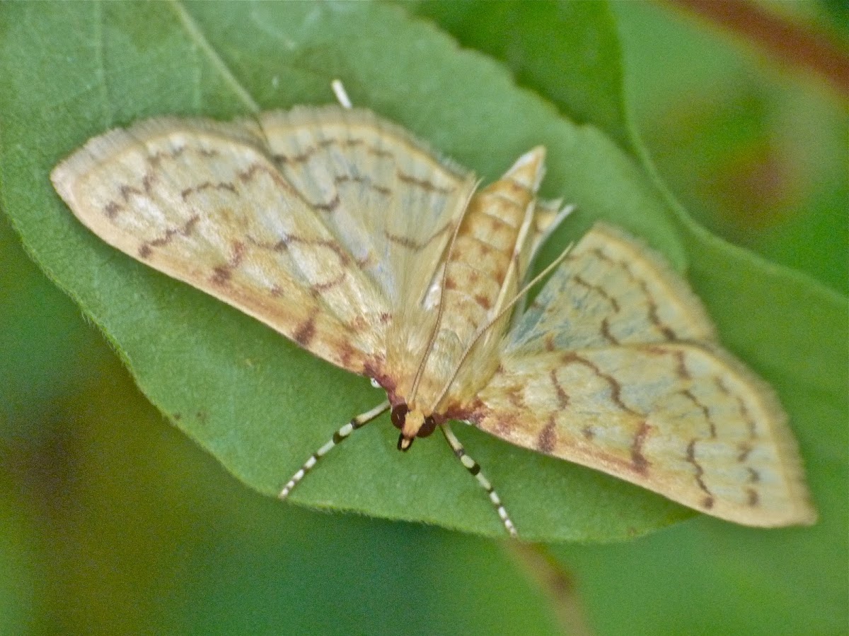 Ironweed root moth