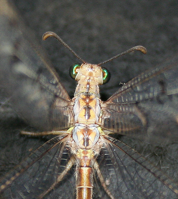 Hook-tailed Antlion (female)