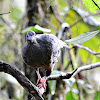sickle winged guan