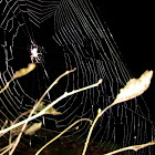 Spider web