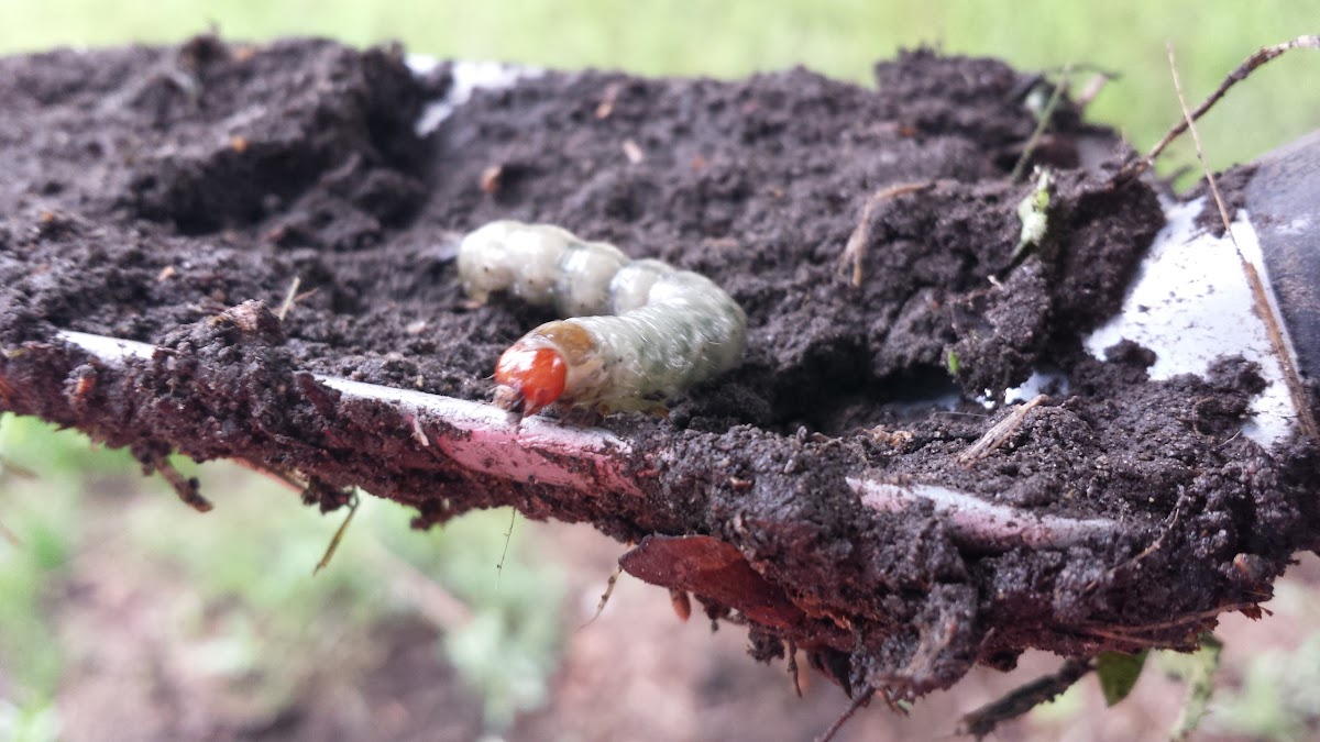 Stag Beetle Larva