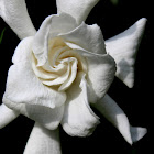 Gardenia, Cape jasmine
