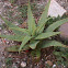 Barbados Aloe