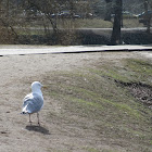 The European Herring Gull