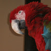 Scarlet macaw