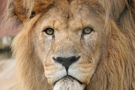 Free Download Lion Wallpaper APK for Android